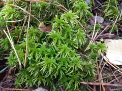Sphagnum girgensohnii