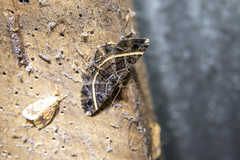 Harutalcis atrostipata