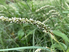 Persicaria pulchra