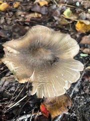 Tricholoma caligatum
