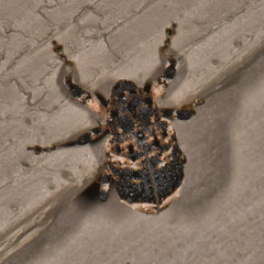 Cryptorhynchus lapathi