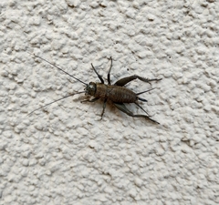 Melanogryllus desertus