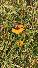 Coreopsis tinctoria