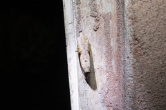 Paralebeda plagifera