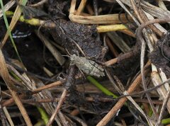 Trilophidia annulata