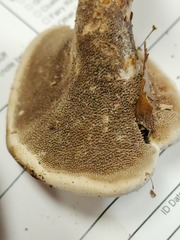 Hydnellum piperatum