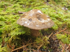Cortinarius camphoratus
