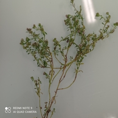 Corrigiola litoralis