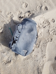 Eurynebria complanata