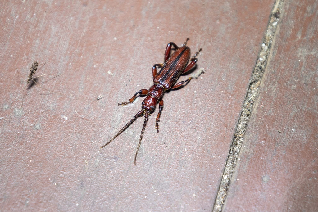 Dynamostini