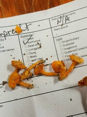 Cantharellus