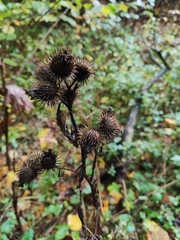 Arctium tomentosum