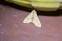 Spilosomina
