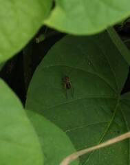 Trigonidium cicindeloides