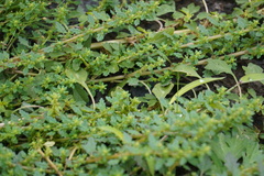 Dysphania