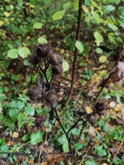 Arctium tomentosum