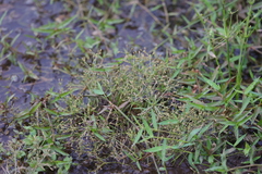 Fimbristylis griffithii