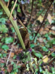 Arctium tomentosum