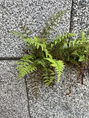 Cystopteris fragilis