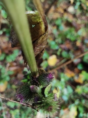 Arctium tomentosum