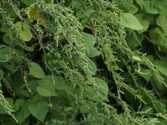 Chenopodium acuminatum
