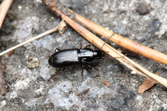 Pterostichus minor