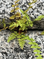 Cystopteris fragilis