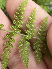 Cystopteris fragilis