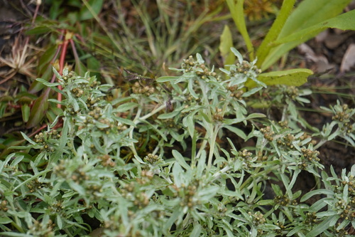 Gnaphalium uliginosum iNat (2)