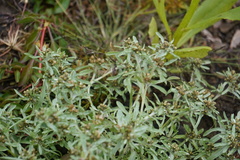 Gnaphalium uliginosum