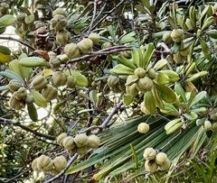 Pittosporum crassifolium