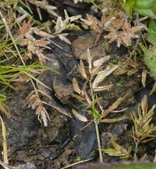 Eragrostis hypnoides