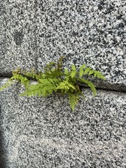 Cystopteris fragilis