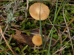 Galerina graminea