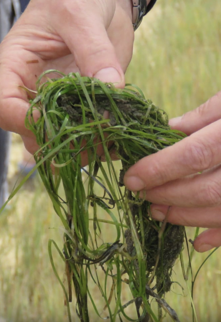 Cape dwarf-eelgrass from Main Road West, Riversdale, WC, ZA on October ...