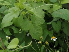 Passiflora vesicaria