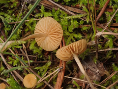 Galerina graminea