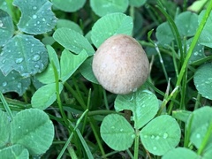 Panaeolus