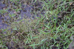 Fimbristylis griffithii