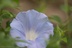 Ipomoea lindheimeri