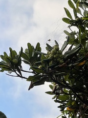 Pittosporum crassifolium
