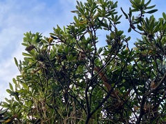 Pittosporum crassifolium