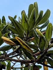 Pittosporum crassifolium