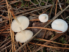 Marasmius wynneae