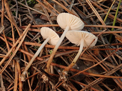 Marasmius wynneae