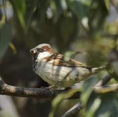 Passer domesticus