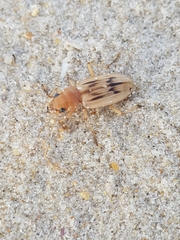 Eurynebria complanata