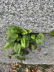 Campanula rapunculoides