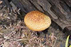 Leucopholiota