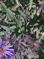 Tettigidea lateralis